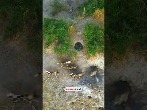 6 dzikich psów kontra biedny guziec