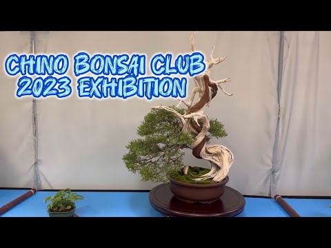 Chino Bonsai Club Exhibit Oct 2023