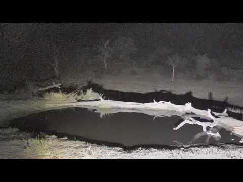 Djuma: Hyena, leopad, lion and bird audio only all mixed in-Pt:1 - 00:11 - 09/05/18