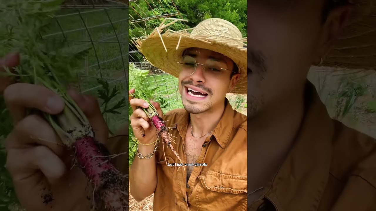 What a beautiful harvest from the garden 🥕🌿✨ #gardentotable #abundance #shorts