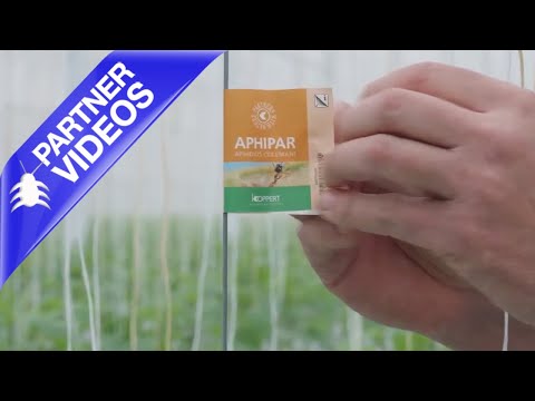  How to Use Koppert Aphipar Video 