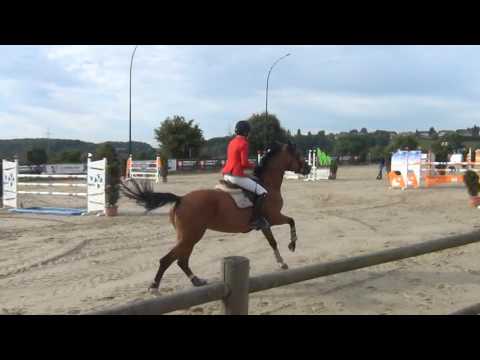 Coralle B , 6yo mare Colorit x Saccor. 1.35m