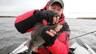 Ловля окуня на горьковском водохранилище