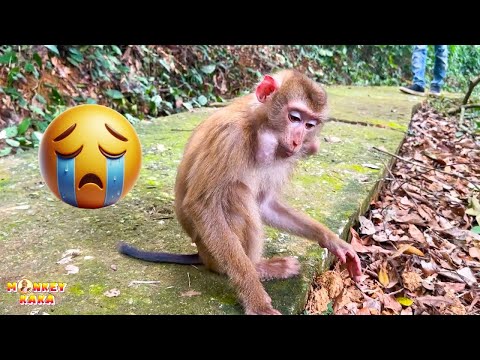 How Monkey Kaka Was Returned to Her Family?