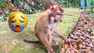 How Monkey Kaka Was Returned to Her Family
