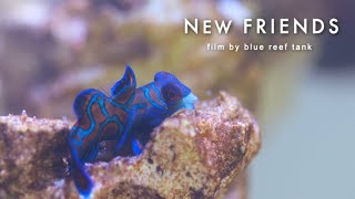 Meet My New Little Aquatic Friends | Blue Reef Tank