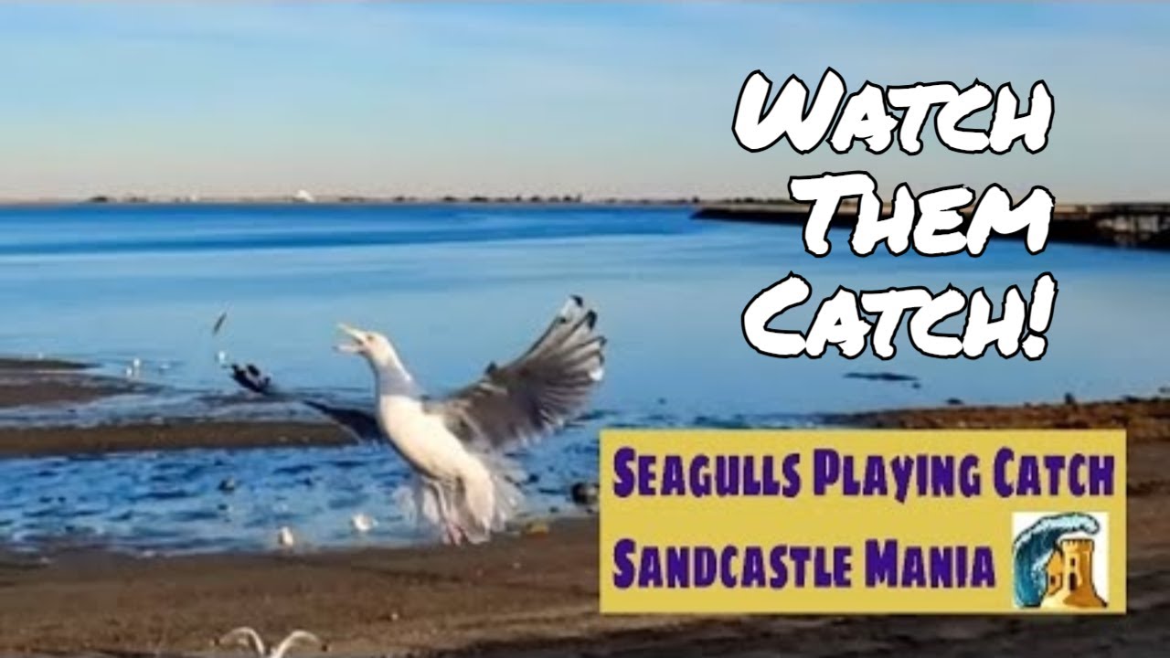 Is It Possible To Play Catch With Seagulls?