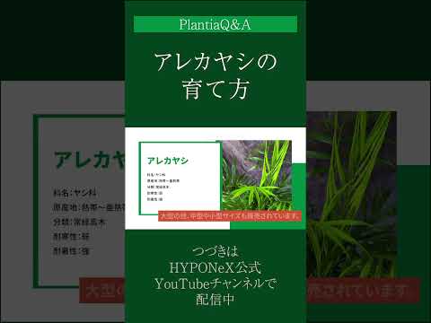 園芸 アフリカのアブラヤシ、エレ・ド・ギネ