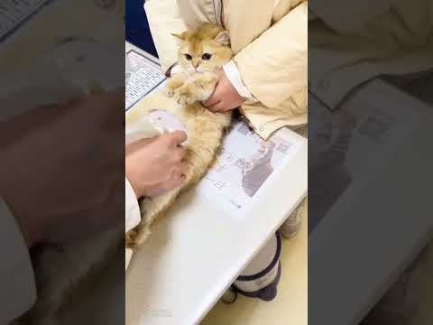 ultrasound for golden cat 🐈
