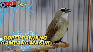 Download lagu PANCINGAN SUARA TRUCUKAN GACOR NONSTOP TANPA HENTI || cocok untuk burung bahan mp3 Download lagu PANCINGAN SUARA TRUCUKAN GACOR NONSTOP TANPA HENTI || cocok untuk burung bahan mp3