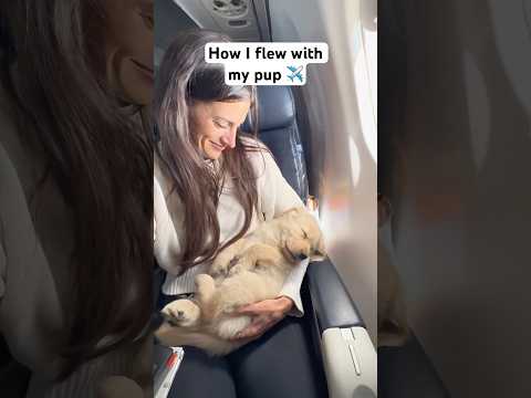 How I flew with my puppy on a plane!! #shorts #travel #plane #goldenretriever #puppy