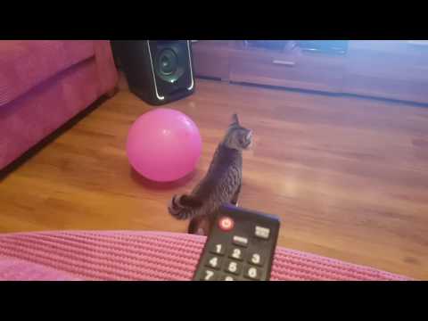 Išdykęs Katinukas!