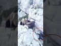 Grizzly Bear Falls Off The Cliff And Dies