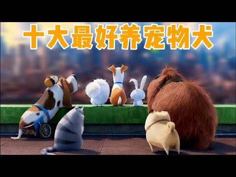 家犬