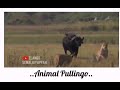Funny Animals WhatsApp Status Animal Pullingo WhatsApp Status Tamil Comedy WhatsApp Status