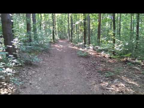 Harsány lejtő erdőben