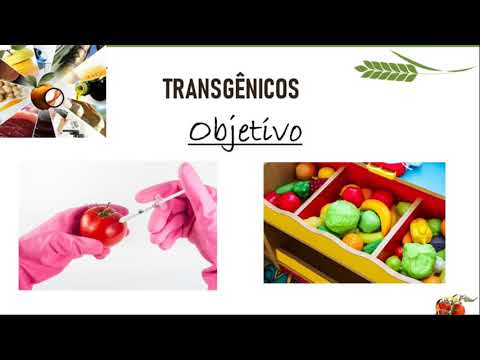 ALIMENTOS TRANSGÊNICOS/ Raquel Gonçalves