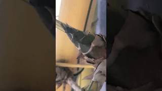 Download lagu TUNAS BAMBU KUNING..!!! tidak seperti bambu lainnya...@blitut91channel #angker #bambu #astral mp3 Download lagu TUNAS BAMBU KUNING..!!! tidak seperti bambu lainnya...@blitut91channel #angker #bambu #astral mp3