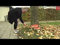 Gigantische paddenstoel in Nijeveen - 'Dit slaat alles'