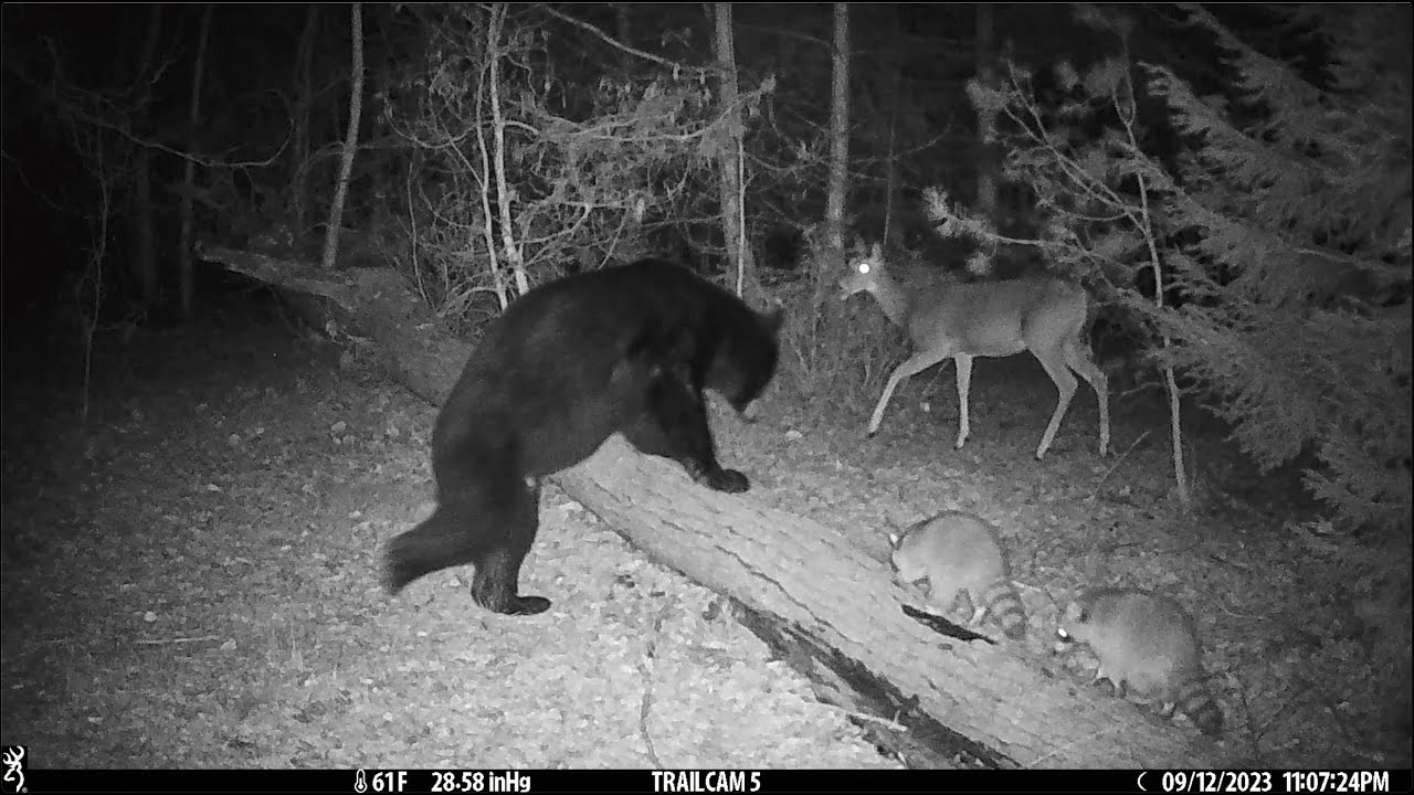 Best Trail Camera Videos of Summer 2023