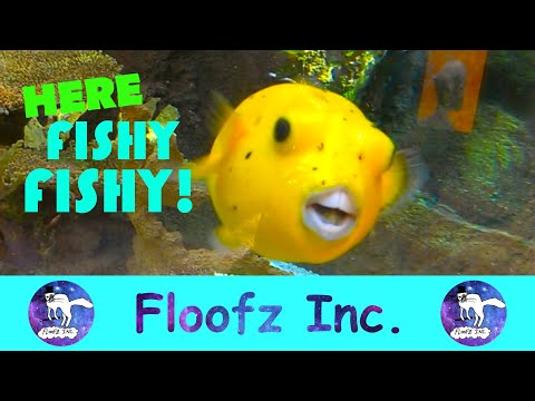 Drôle de poisson !