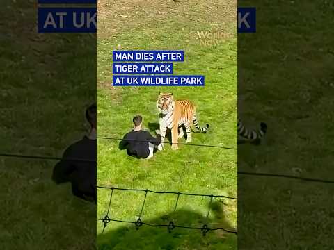Man dies after tiger attack at UK wildlife park #worldnow