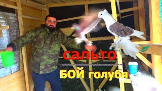 БОЙНАЯ ПОРОДА ГОЛУБЕЙ - slaughterhouse pigeon breed (Ленинаканские Армянские)