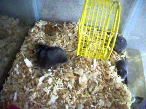 Mother Hamster And Her Babies!