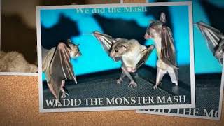 THE BEACH BOYS- &quot;THE MONSTER MASH&quot;