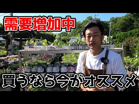 園芸 ウィンターグリーン、カナディアンティー、アリシエ