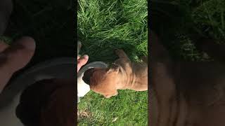 Video preview image #1 Boerboel Puppy For Sale in CHRISTIANA, PA, USA