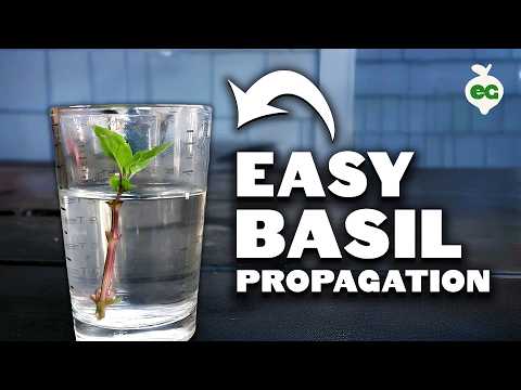 Propagating Thyme My Dirt Simple Method For Success