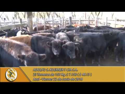 22-06-18 Venta de Machos - Adolfo S. Koerner y Cia S.A. - Azul.