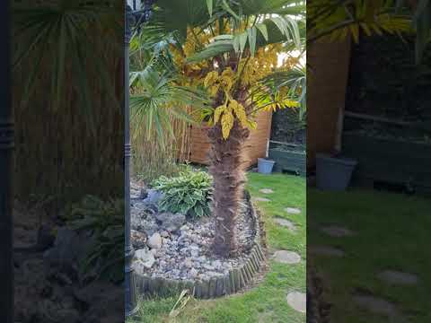, title : '7-year update on trachycarpus fortunei  fortunei Palm'