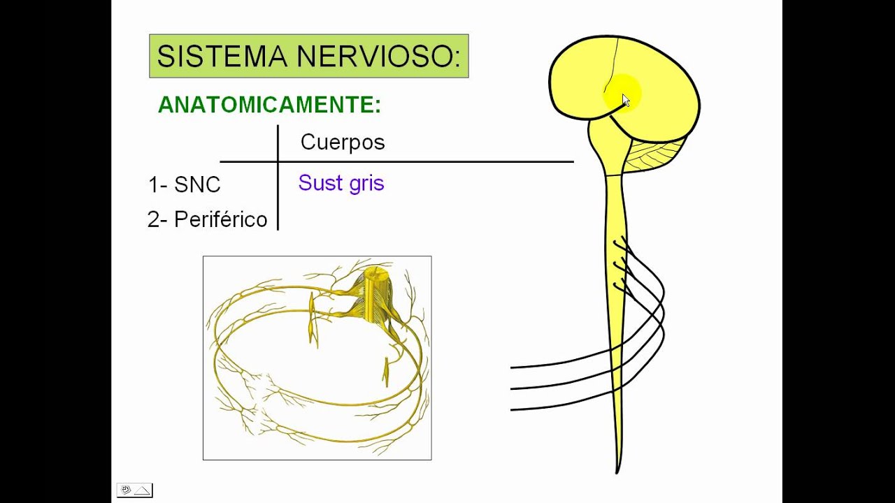Pares craneales 1.avi
