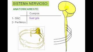 Pares craneales 1.avi