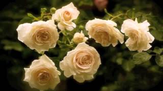 La Vie En Rose...♪Madeleine Peyroux♪