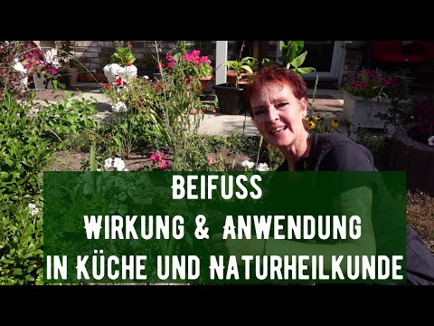 Beifuss Wirkung & Anwendung in Küche und Naturheilkunde