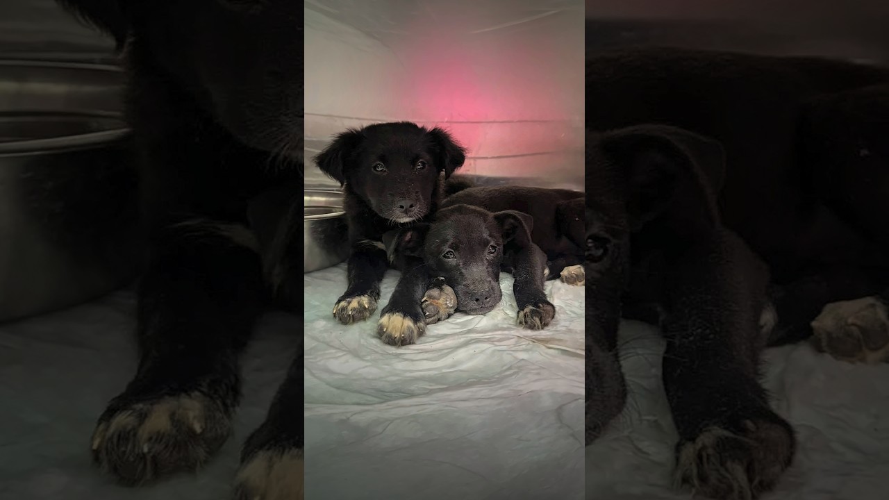 Enlarge Nova, a Adopted mixed breed in Willington, CT video 1/6