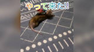 子猫のルゥがやって来た!