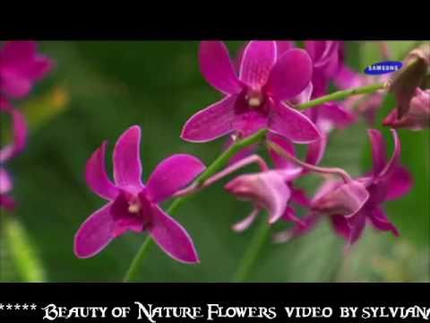 Beauty of nature flowers video