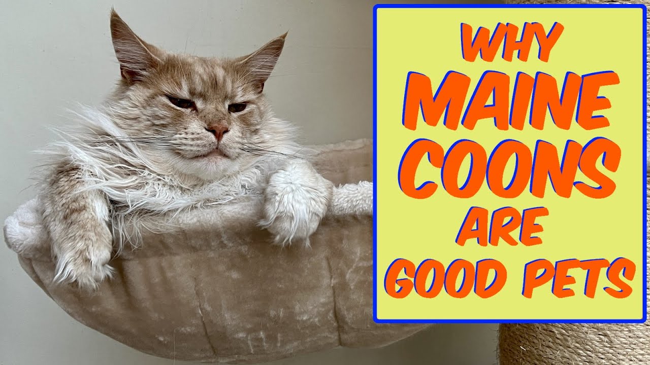 Are Maine Coons good pets? Any Answer