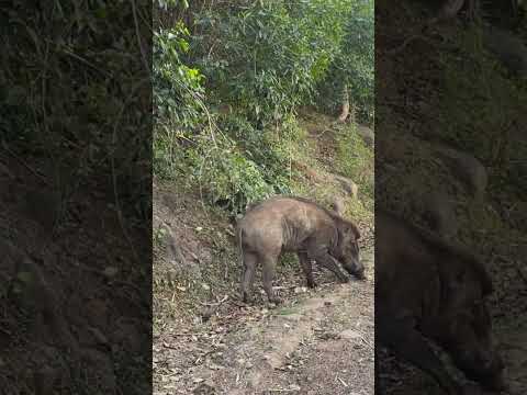Varaha Roopam(male mahadeshvara beta)