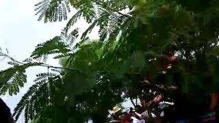 Download lagu Cuma Hatu PS. Deo Gloria Lembata mp3 Download lagu Cuma Hatu PS. Deo Gloria Lembata mp3