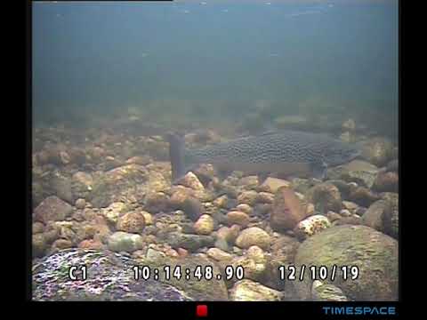 Kalahavainnot.luke.fi: Meritaimen, lohi & harjuksia