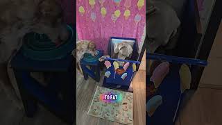 Evening routine with 3 dogs! #dogshorts #doggielife #pets #dogmom #puppy