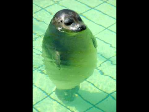 J Gabbersha - Hohepunkt