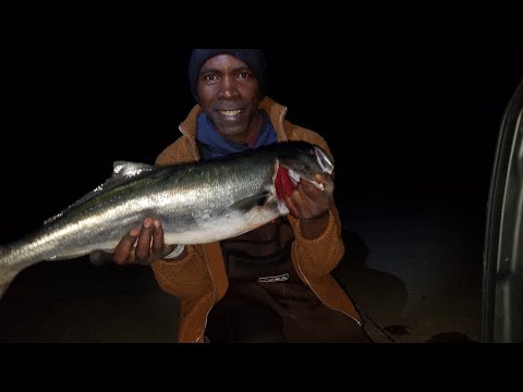 Bluefish ( May 1, 2023 ) Floyd Bennett Field they are here.