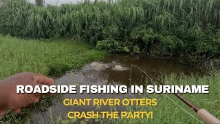 Roadside Fishing in Suriname: Giant River Otters Crash the Party! Part 3 #southamerica #fishing