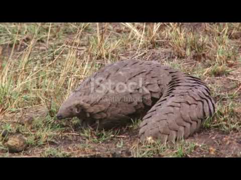 Revelada a alfândega real da Malásia: a batalha contra o contrabando